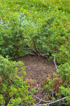 Big anthill in forest of Ulsåk, Hemsedal, Viken, Buskerud, Norway.