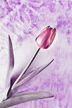 One red tulip flower in bloom  on colored background ,desaturate image