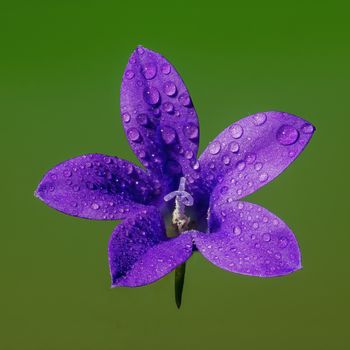 a soft flower blossom in a nature garden