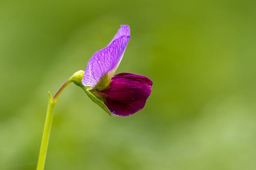 a soft flower blossom in a nature garden