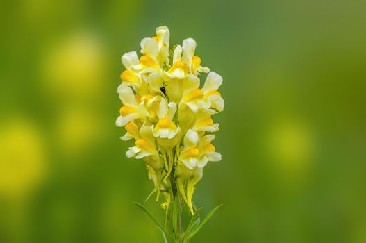 soft flower blossom in a nature garden