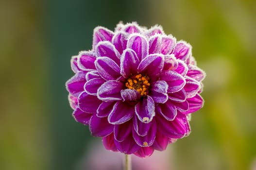 a soft flower blossom in a nature garden