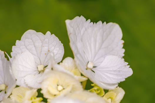 soft flower blossom in a nature garden