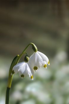 a soft flower blossom in a nature garden