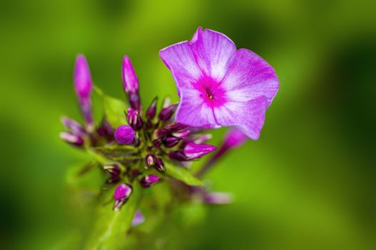 soft flower blossom in a nature garden