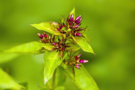 soft flower blossom in a nature garden