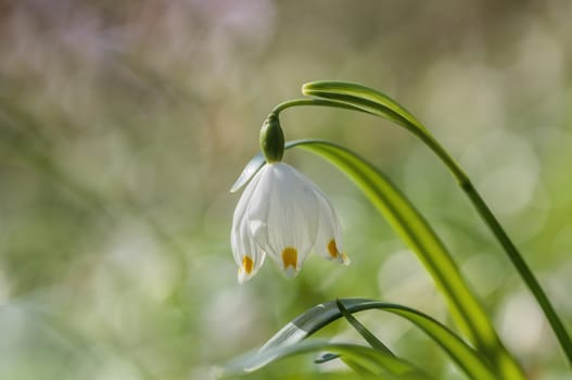 a soft flower blossom in a nature garden