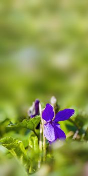 a soft flower blossom in a nature garden