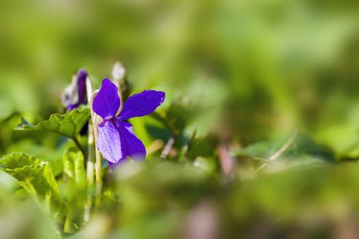 a soft flower blossom in a nature garden