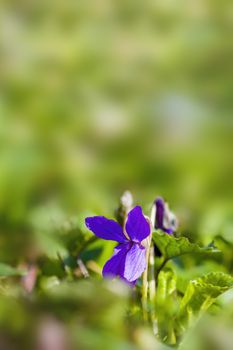 a soft flower blossom in a nature garden