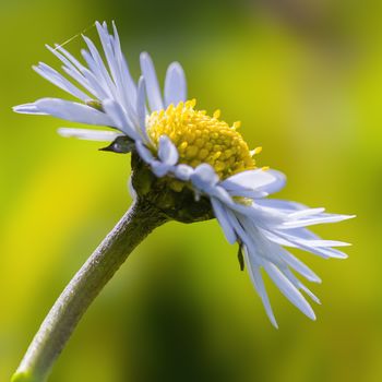 a soft flower blossom in a nature garden