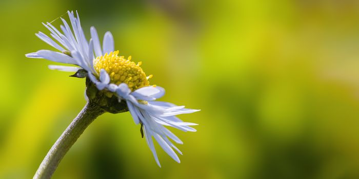 a soft flower blossom in a nature garden