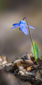 a soft flower blossom in a nature garden