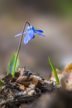 a soft flower blossom in a nature garden