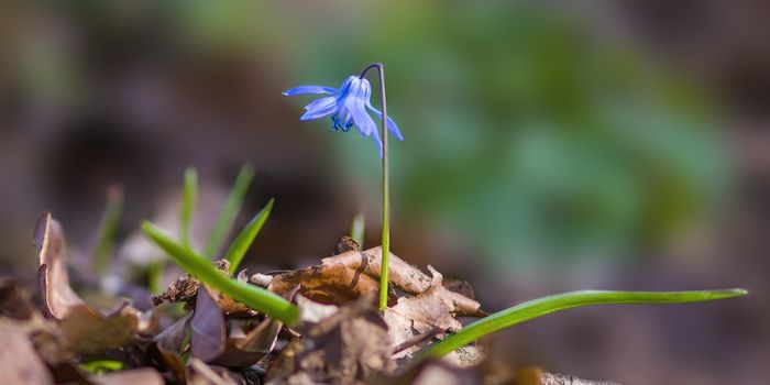 a soft flower blossom in a nature garden