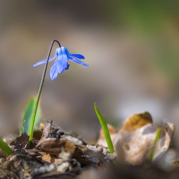 a soft flower blossom in a nature garden