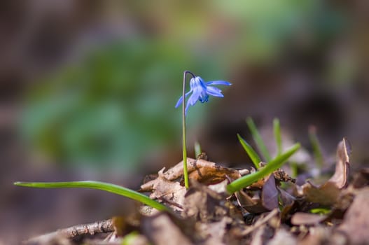 a soft flower blossom in a nature garden