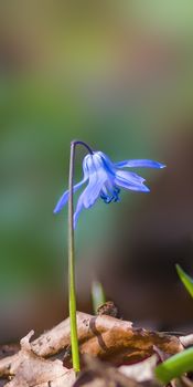 a soft flower blossom in a nature garden