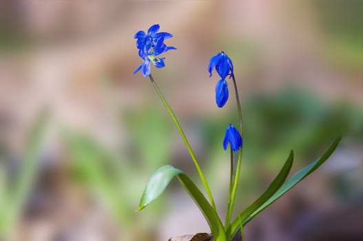 a soft flower blossom in a nature garden