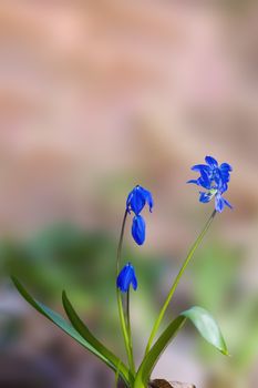 a soft flower blossom in a nature garden