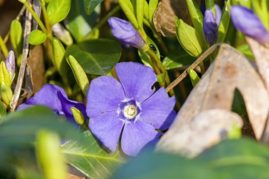 a soft flower blossom in a nature garden