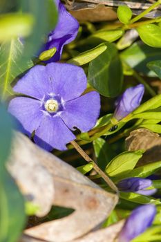 a soft flower blossom in a nature garden