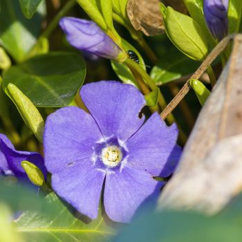 a soft flower blossom in a nature garden