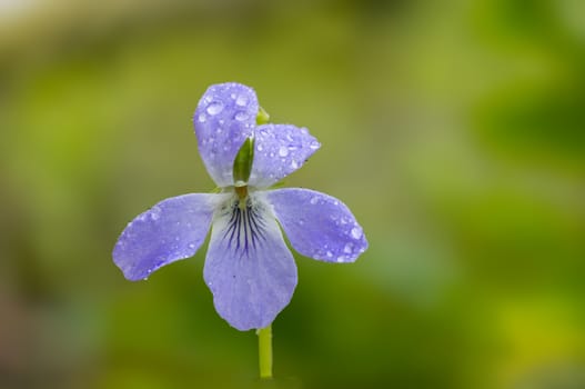 a soft flower blossom in a nature garden