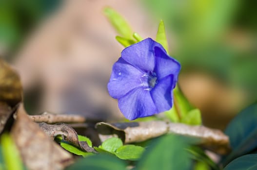 a soft flower blossom in a nature garden