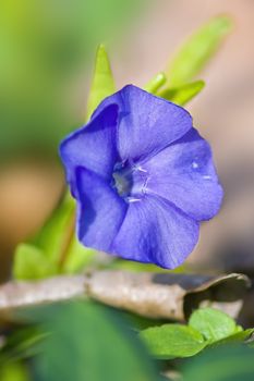 a soft flower blossom in a nature garden