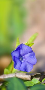 a soft flower blossom in a nature garden