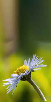 a soft flower blossom in a nature garden