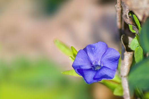 soft flower blossom in a nature garden