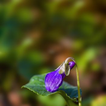 soft flower blossom in a nature garden