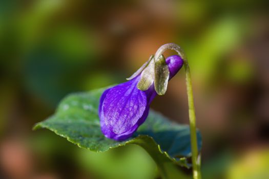soft flower blossom in a nature garden