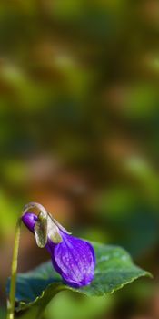 a soft flower blossom in a nature garden