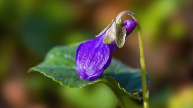 soft flower blossom in a nature garden