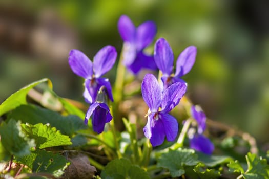 a soft flower blossom in a nature garden