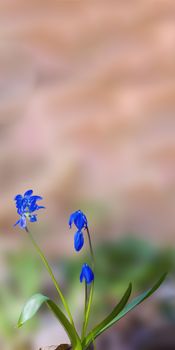 soft flower blossom in a nature garden