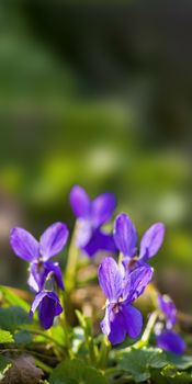 soft flower blossom in a nature garden