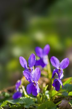 soft flower blossom in a nature garden