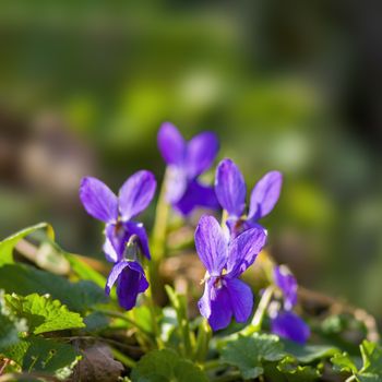 soft flower blossom in a nature garden