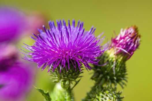 soft flower blossom in a nature garden