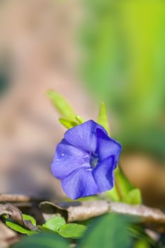 soft flower blossom in a nature garden