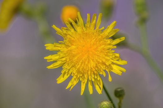 soft flower blossom in a nature garden