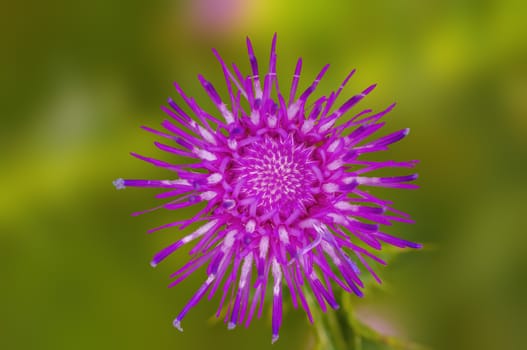 a soft flower blossom in a nature garden