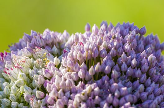 soft flower blossom in a nature garden