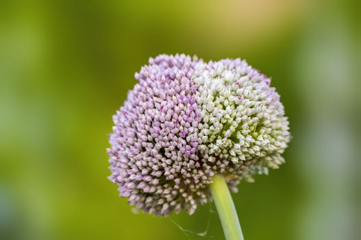 soft flower blossom in a nature garden