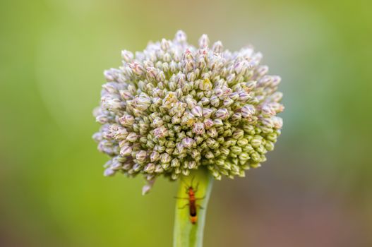 soft flower blossom in a nature garden