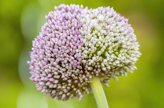 soft flower blossom in a nature garden